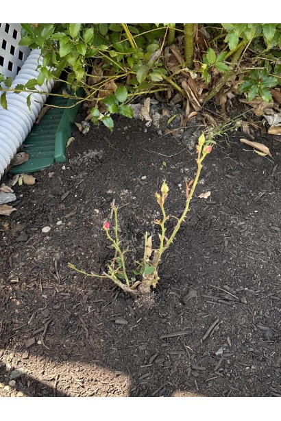 Роза чайно-гибридная Свитнес в саду